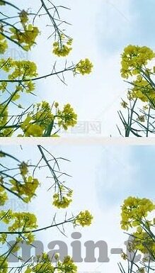 麻豆传媒在线app-互联网文化镜像，透视麻豆传媒在线APP的多元化影响